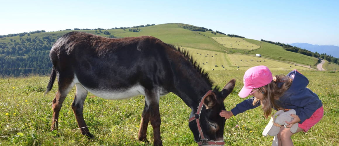 A la découverte des animaux de la ferme