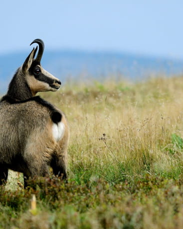 Se rapprocher de la faune sauvage