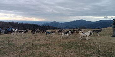 Les chiens du Ballon d'Alsace
