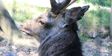 Parc animalier de l'ONF - Le Banney