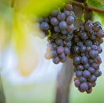 Die Parenthèse Vigneronne ''Einführung In die Weinprobe''