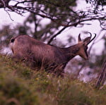 Entdecken Sie die Tiere unserer Bergwelt