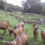 ZIEGEN BAUERNHOF VON DER  MOSELL