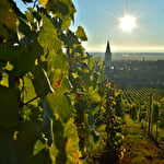 Bacchus Wanderung - Ausflug im Tal von Kaysersberg