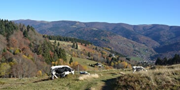 Frenz' Sommerstation