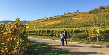 Weinberg und Weintour